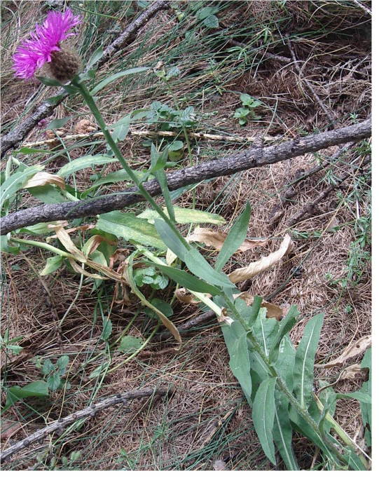 Centaurea uniflora / Fiordaliso unifloro